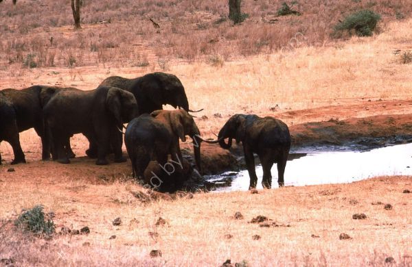 Herd of Elephants at Water Hole, Treetops Hotel